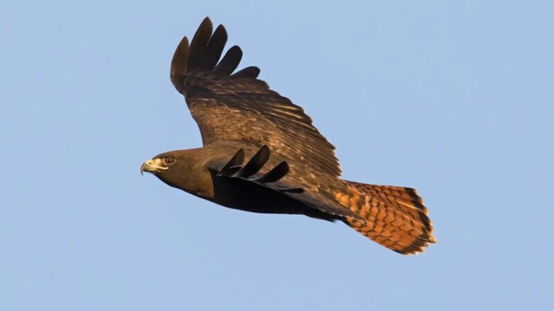 Birdwatchers Guide