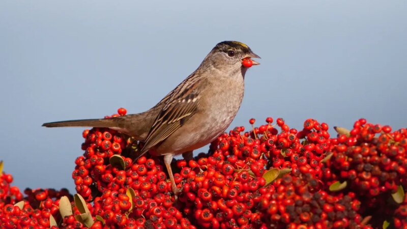 Winter and Fall Migratory Bird Guide