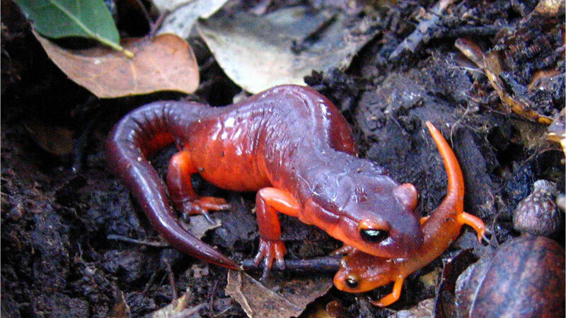 Salamander Guide