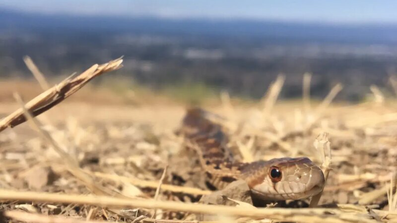 Snakes of the South Bay