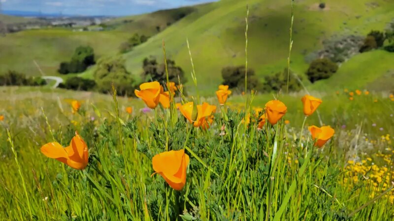 Wildflower Viewing Guide