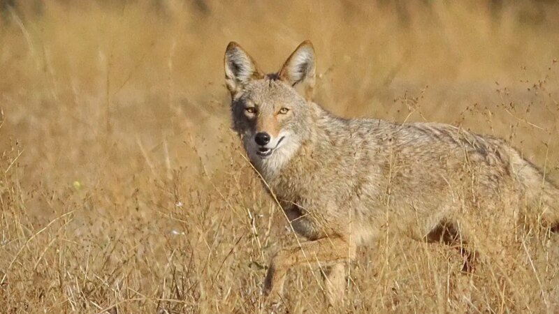 Wildlife Safety