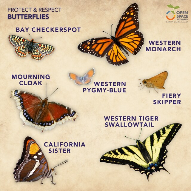 Butterflies