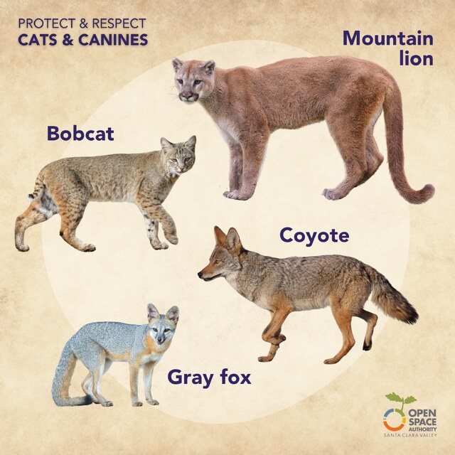 Cats & Canines