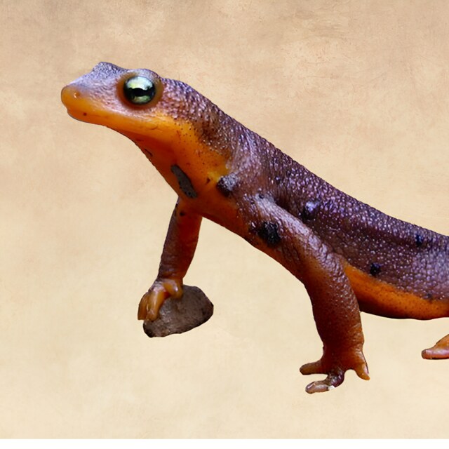 Newts & Salamanders