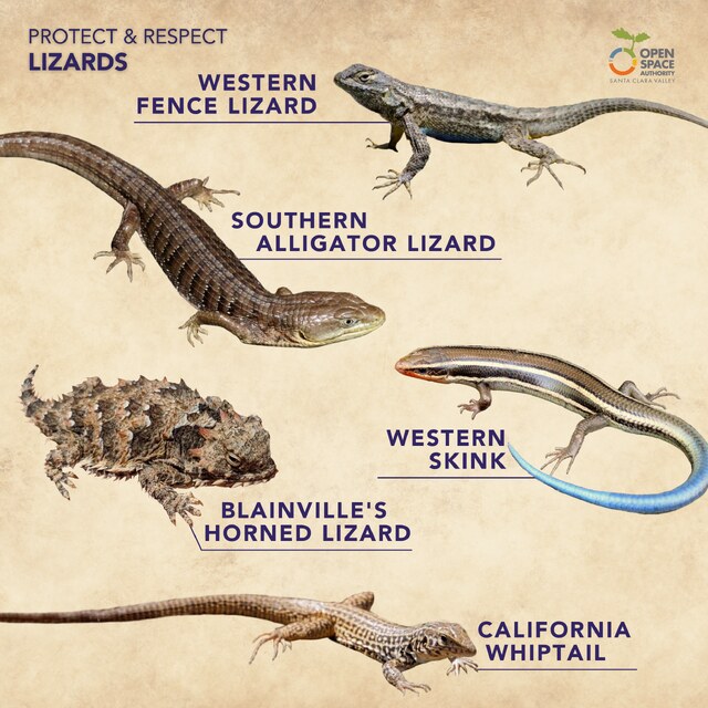 Lizards
