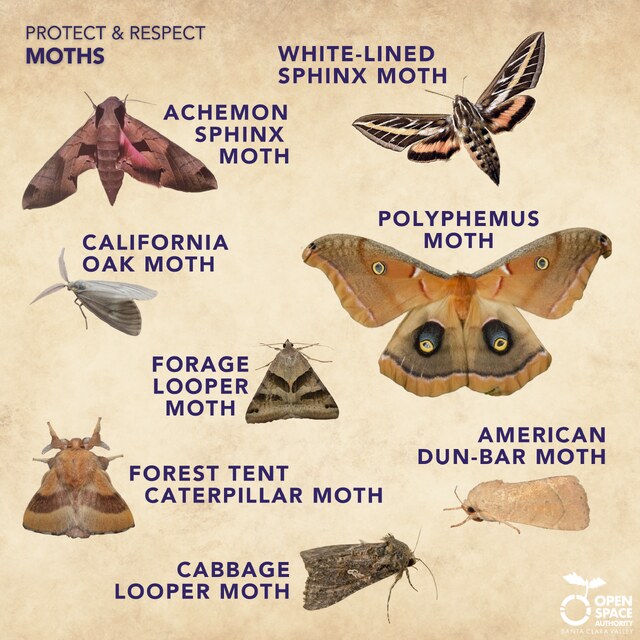 Moths