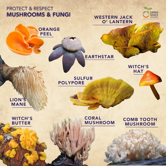 Mushrooms & Fungi