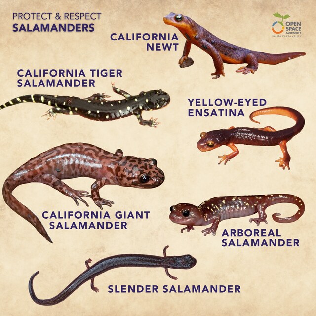Newts & Salamanders