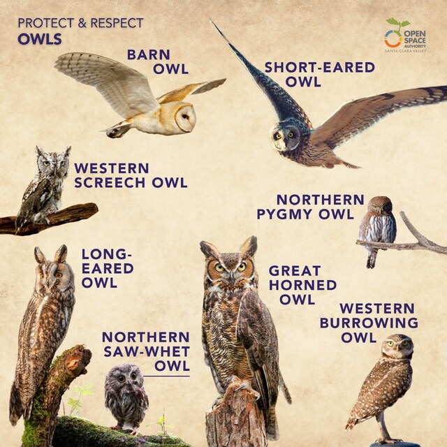 Owls