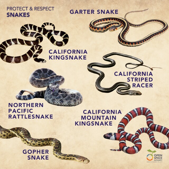 Snakes