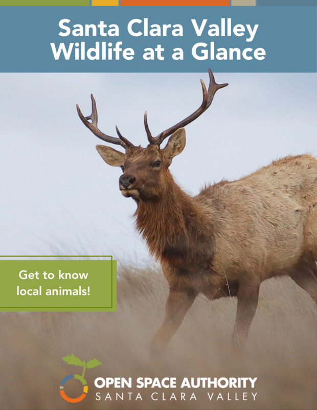 Santa Clara Valley Wildlife at a Glance